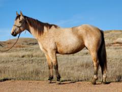 Two Tylet Honey Bee <BR> AQHA 5842821
